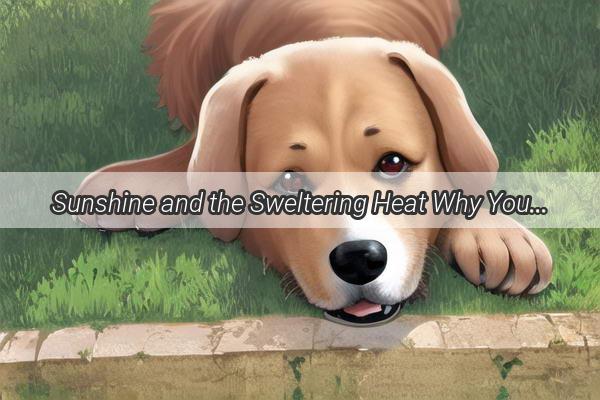 Sunshine and the Sweltering Heat Why Your Dog Loves to Soak Up the Sun Despite the Scorching Temperatures